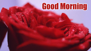 good morning good morning