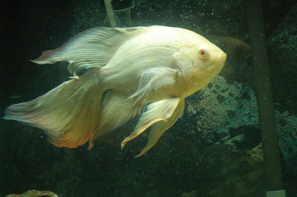 Cichlids Fish Life of Sea