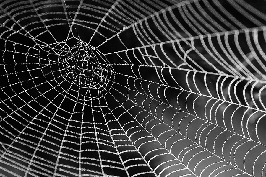 Living In Grace Blog: Clinging to a spiders web