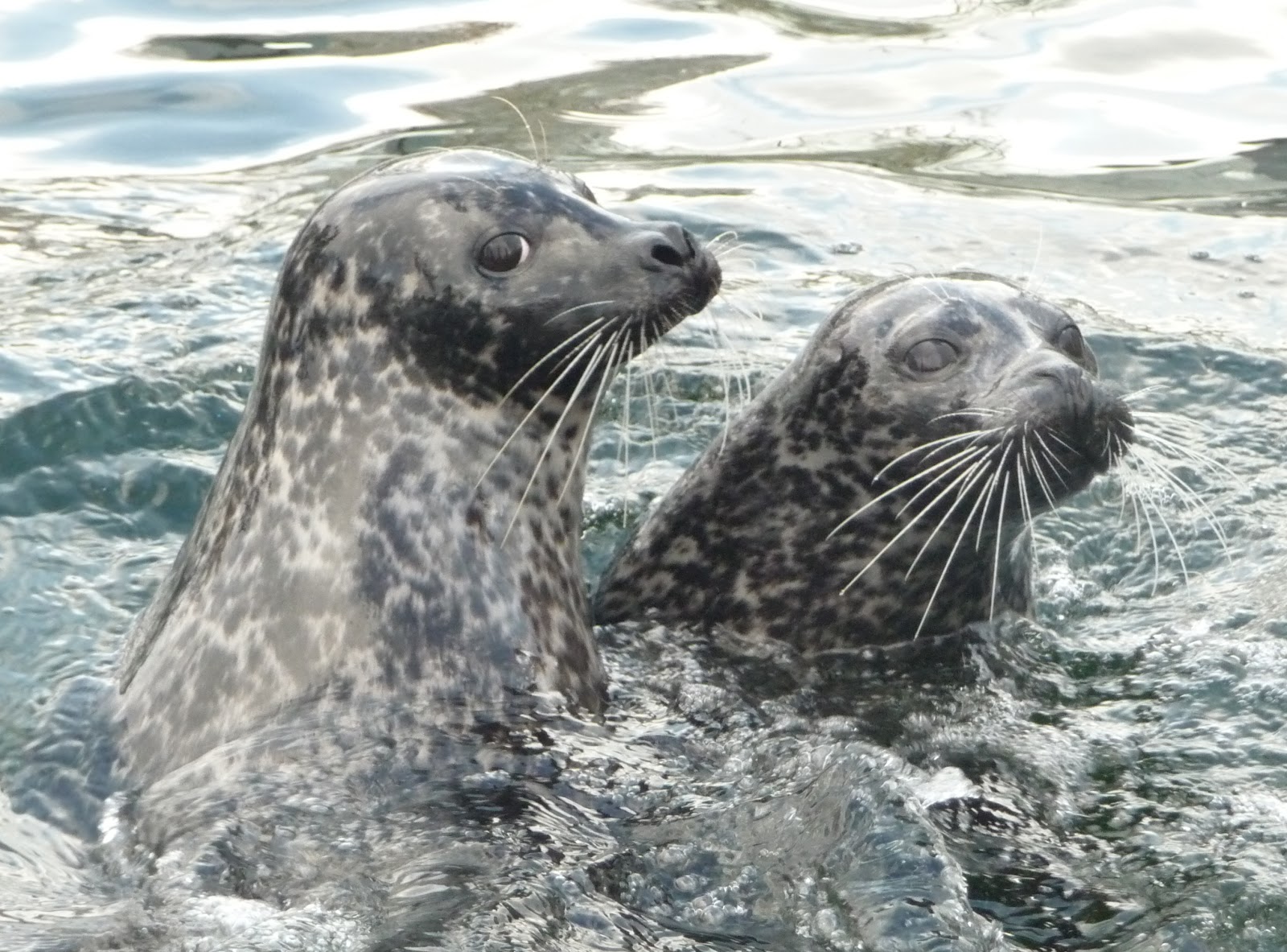 NATURE CONSERVA©TION: Marine mammals on their way to new seas