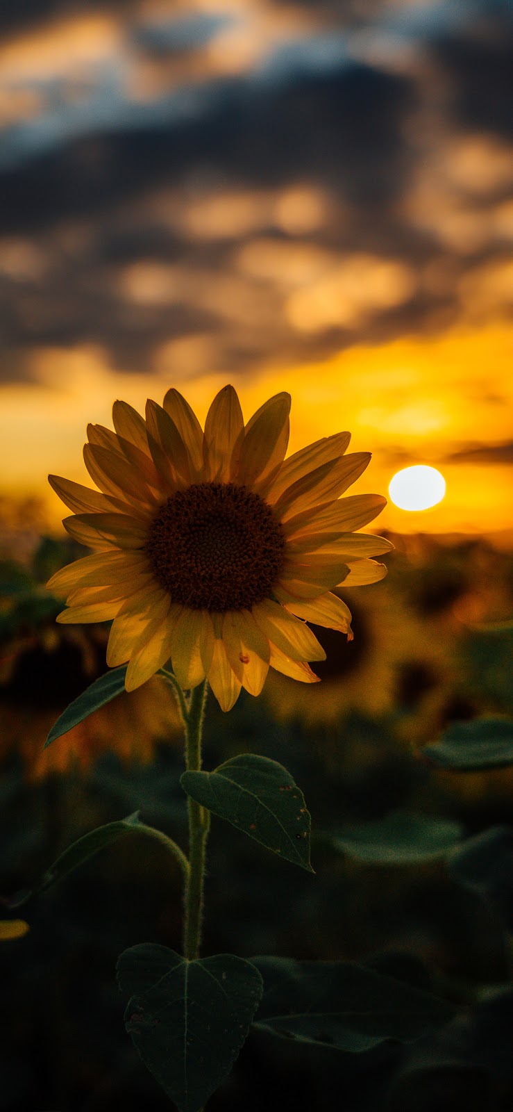 Sunflower wallpaper iphone x