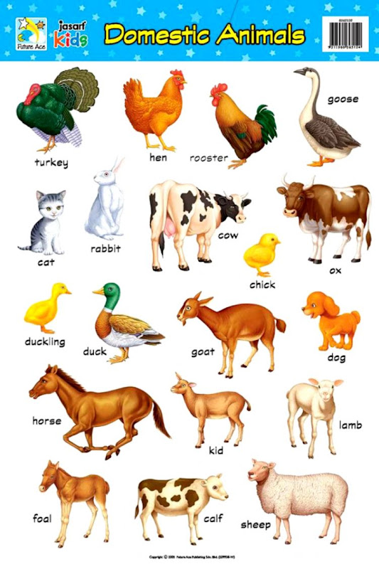 5 lines on domestic animals picture