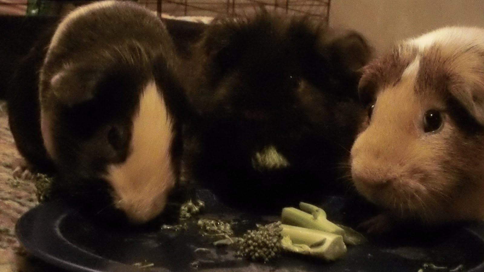 Cavy Savvy A Guinea Pig Blog Can Guinea Pigs Eat Broccolini?