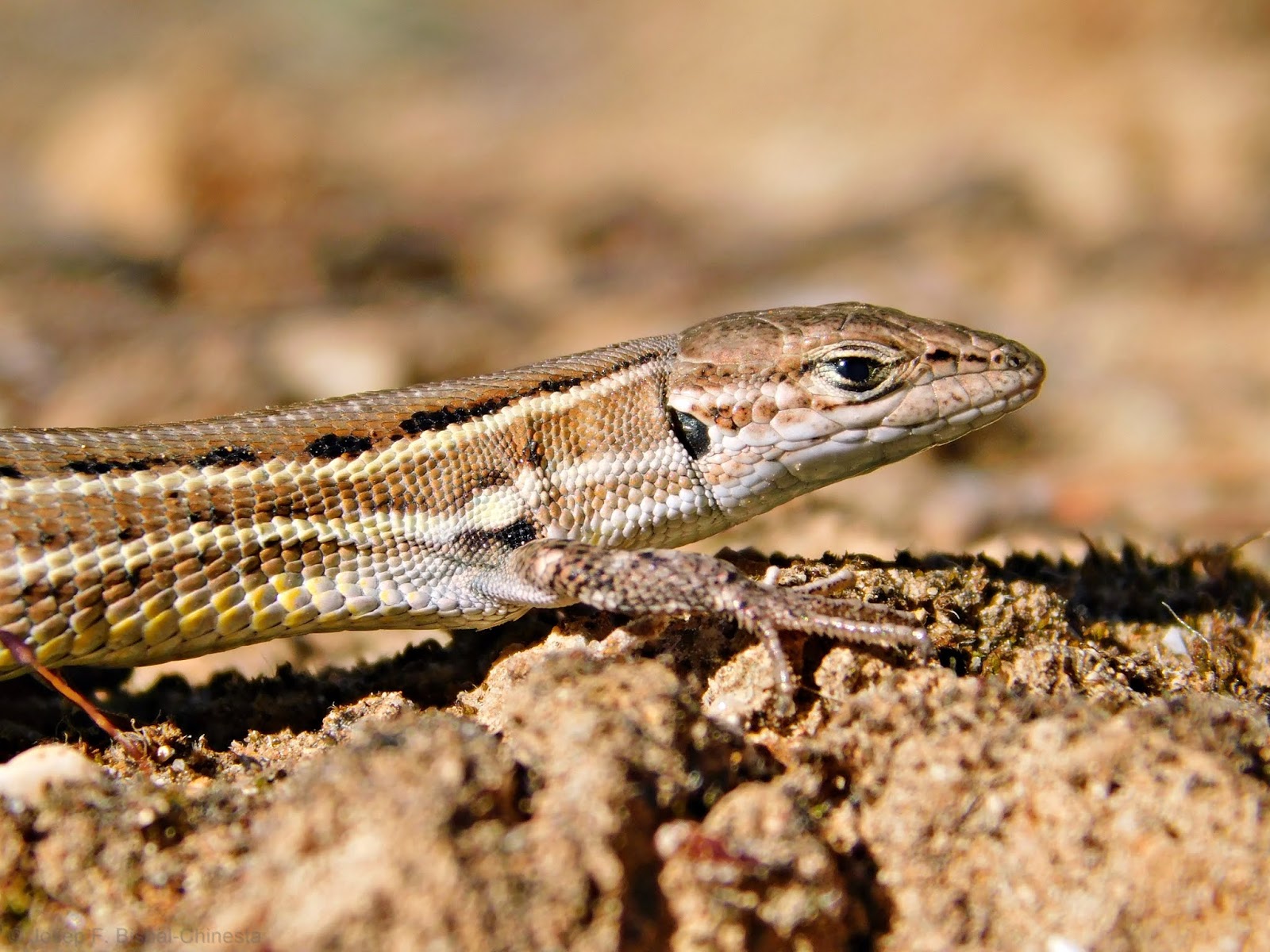 Sargantanes i Dragons Psammodromus edwardsianus Sargantana cendrosa