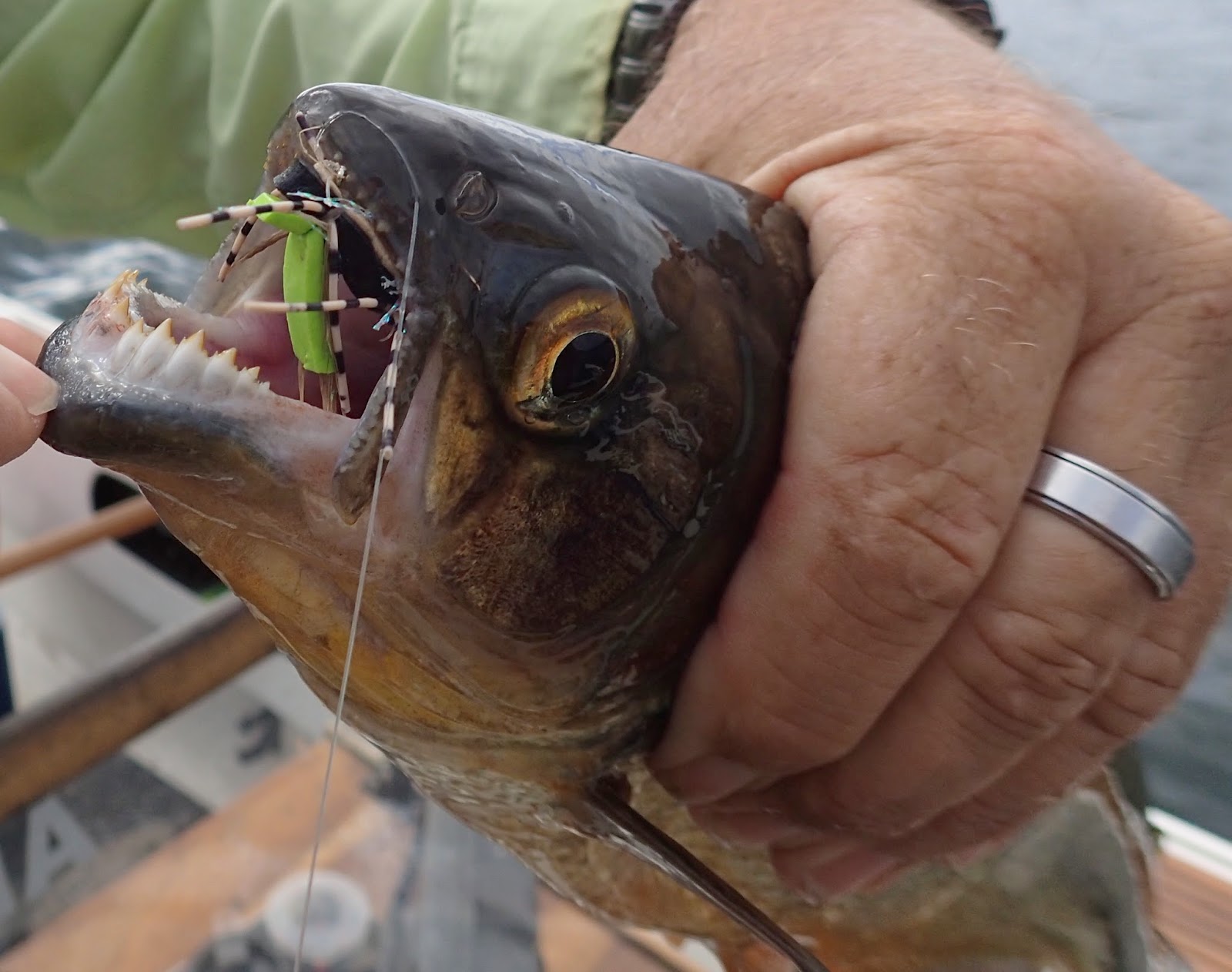 First Cast Fly Fishing Costa Rica Fly Fishing Lake Arenal