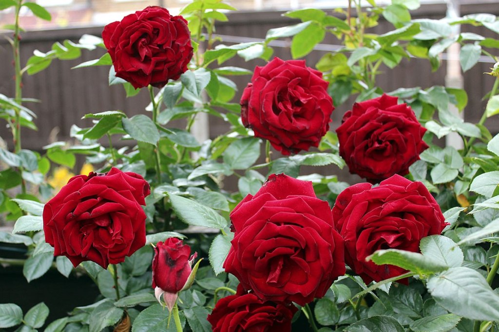 gambar bunga mawar