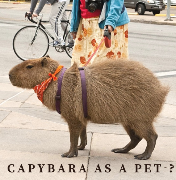 Can you have a Capybara as a Pet? ouranimals