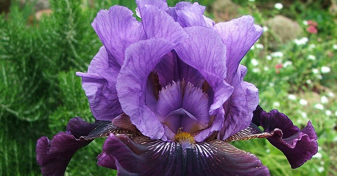 New Zealand Tall Bearded Iris IRWELL ROYAL ~ HERITAGE IRISES