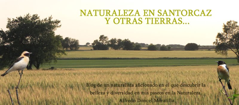 Naturaleza en Santorcaz y otras tierras...