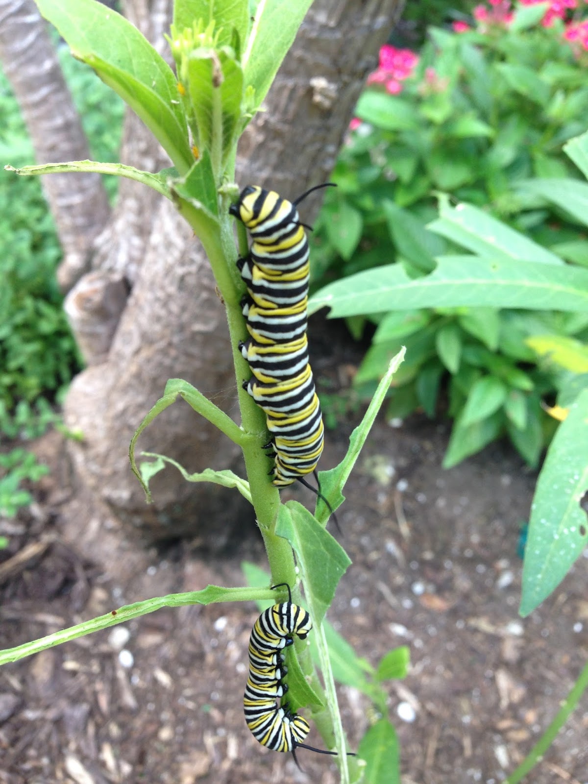 Wildewood Wonders Monarch caterpillar to Monarch butterfly in my