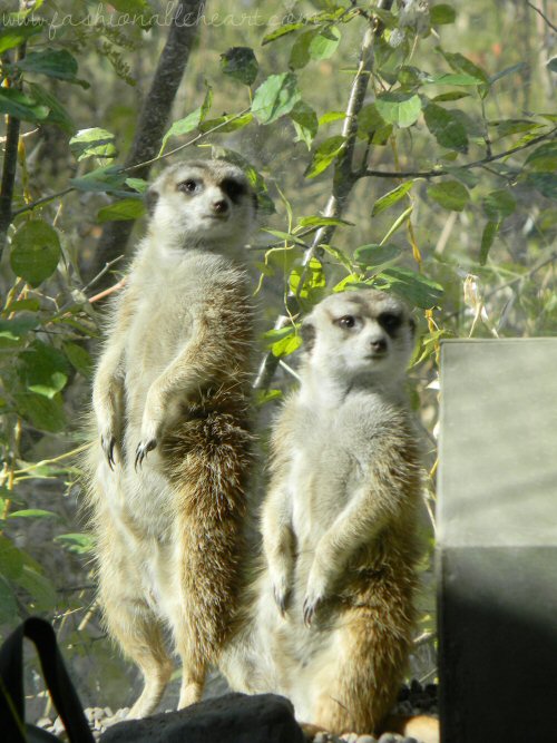 toronto zoo, zoo, animals, canada, meerkats, standing