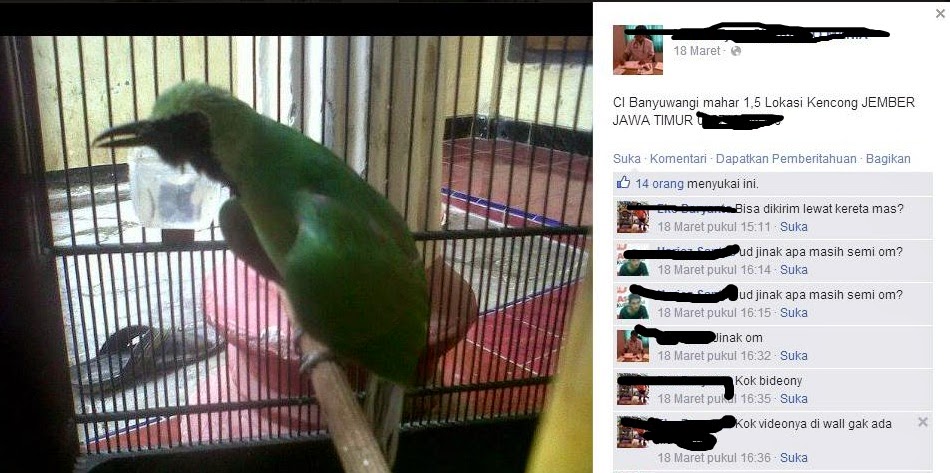 Harga Cucak Ijo Wilayah Jawa Timur Cara Gacor