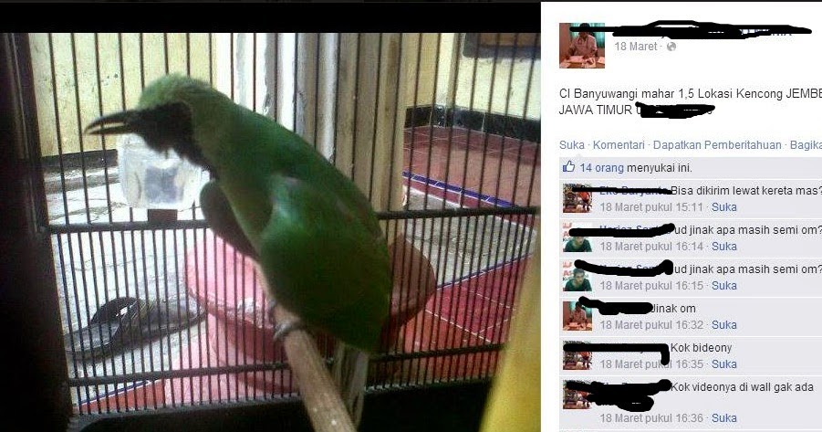 Harga Burung Kacer Lokal 2015 Syurat D