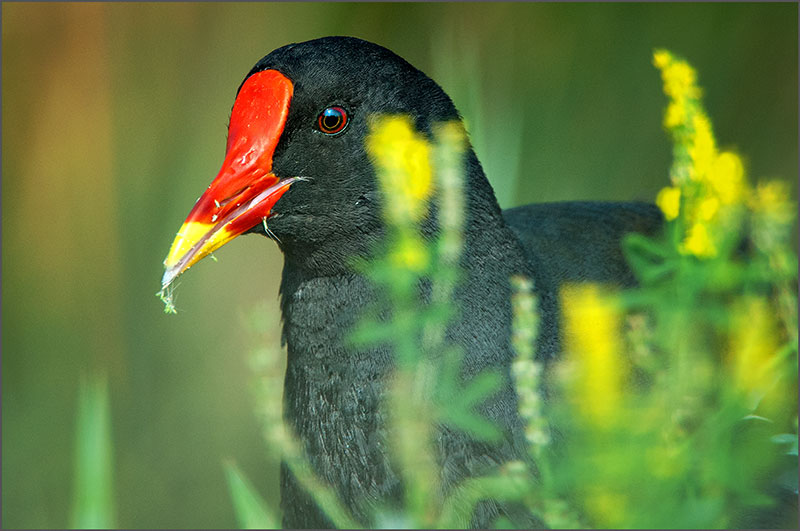 Wouts fotobloG Waterhoen (Gallinula chloropus)