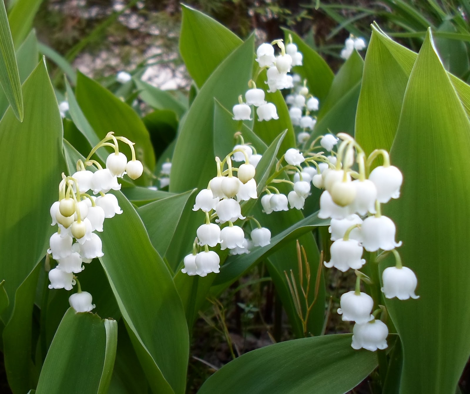 Happier Than A Pig In Mud: Lily of the Valley