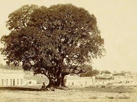 OMBÚ ÁRBOL AUTÓCTONO (PHYTOLACCA DIOICA)