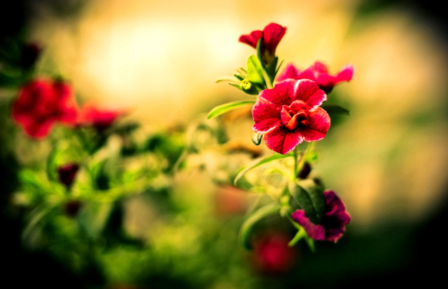 Download Beautiful Flowers Pictures 26800 1680x1050 px High