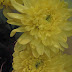 Today's Flowers - Chrysanthemums