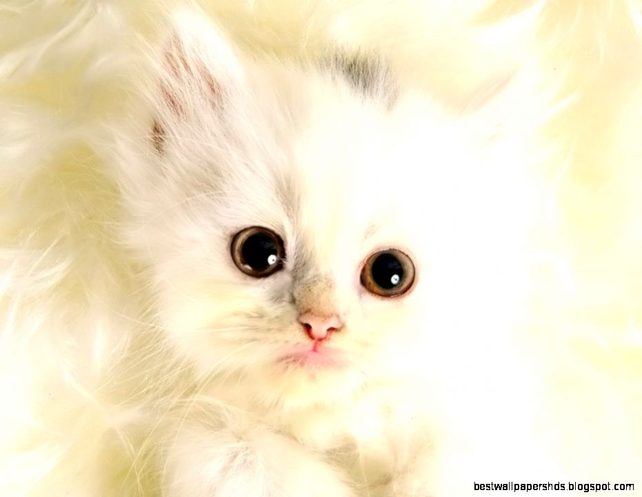 Desktop Wallpaper · Gallery · Animals · White Kitten desktop