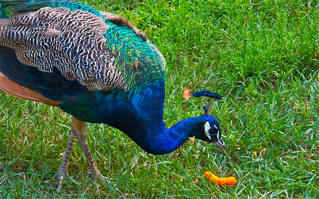 Peacock Wild Life