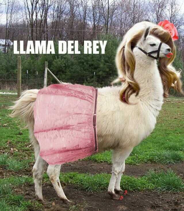 Llama Meme Dump - A Few Awesome Funny Llama Memes.