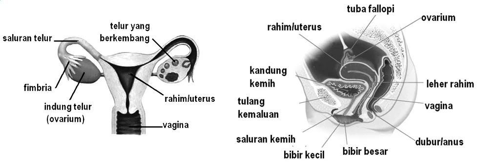 Gambar Alat Reproduksi Pria Dan Wanita Beserta Keterangan Dan Fungsinya