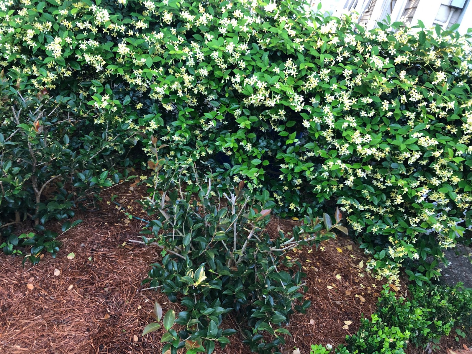 The Uptown Acorn The Smell of Jasmine