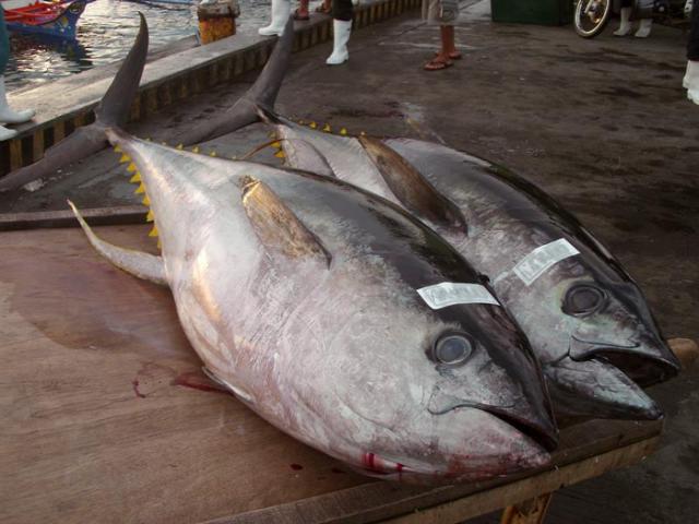 Profeco alerta que 18 marcas de atún te venden soya, no atún