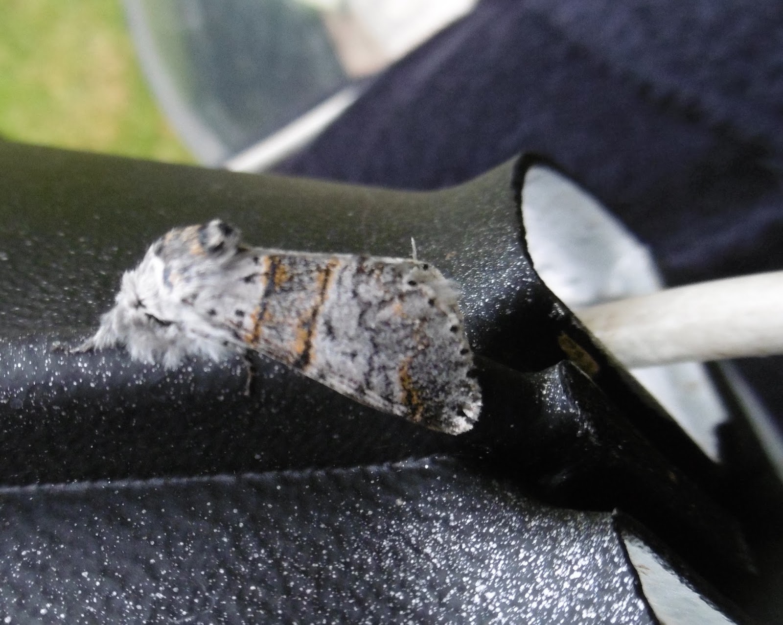 Martin's Moths Cats online