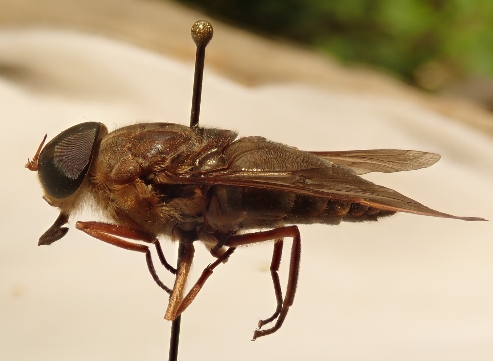 Springfield Plateau Horse Fly