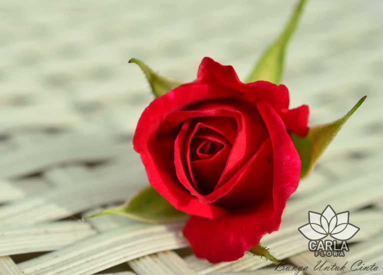 1001 Arti Cinta Lengkap Berdasarkan Jumlah Tangkai Bunga Mawar Bunga Untuk Cinta