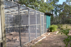 chick inn coop checking around garden building