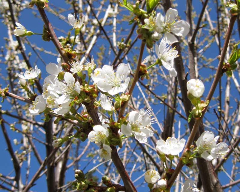 Вишня растет после. Вишня обыкновенная цветение. Prunus cistena. Prunus caroliniana. Вишня дерево или кустарник.