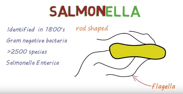 A brief introduction to Salmonella