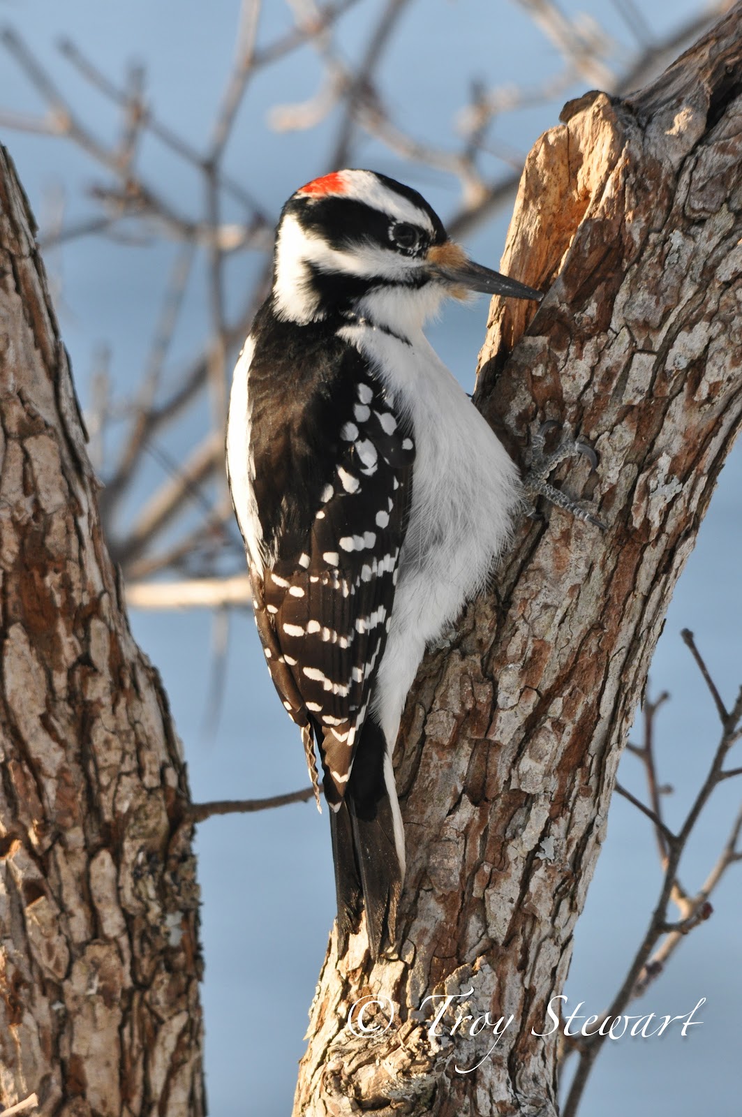 Photos from the Point: Eastern Woodpeckers