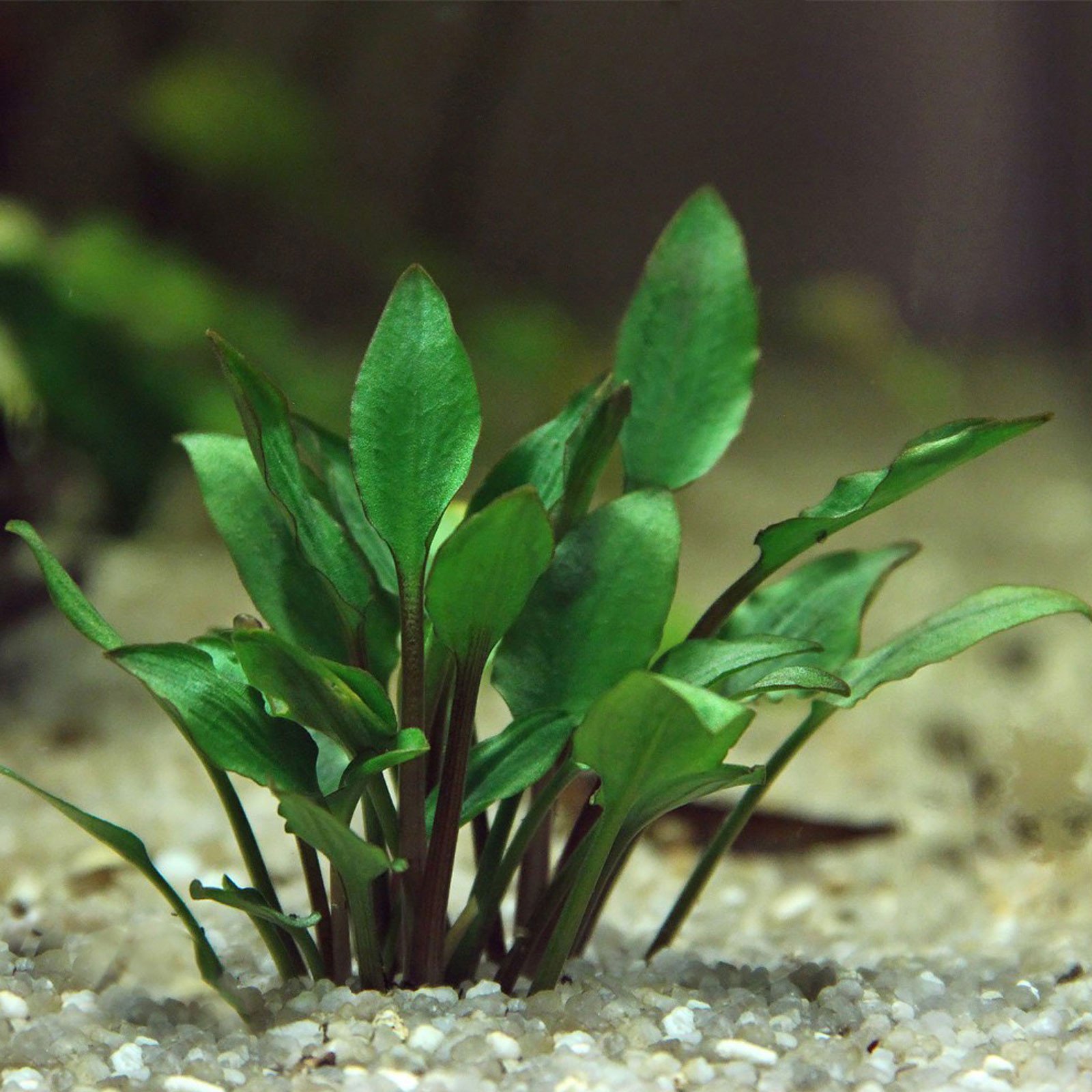Aquarium Live Plants For Sale In Mumbai Aquarium Views