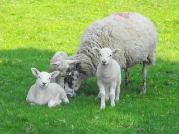 ovelhas e ffamilia