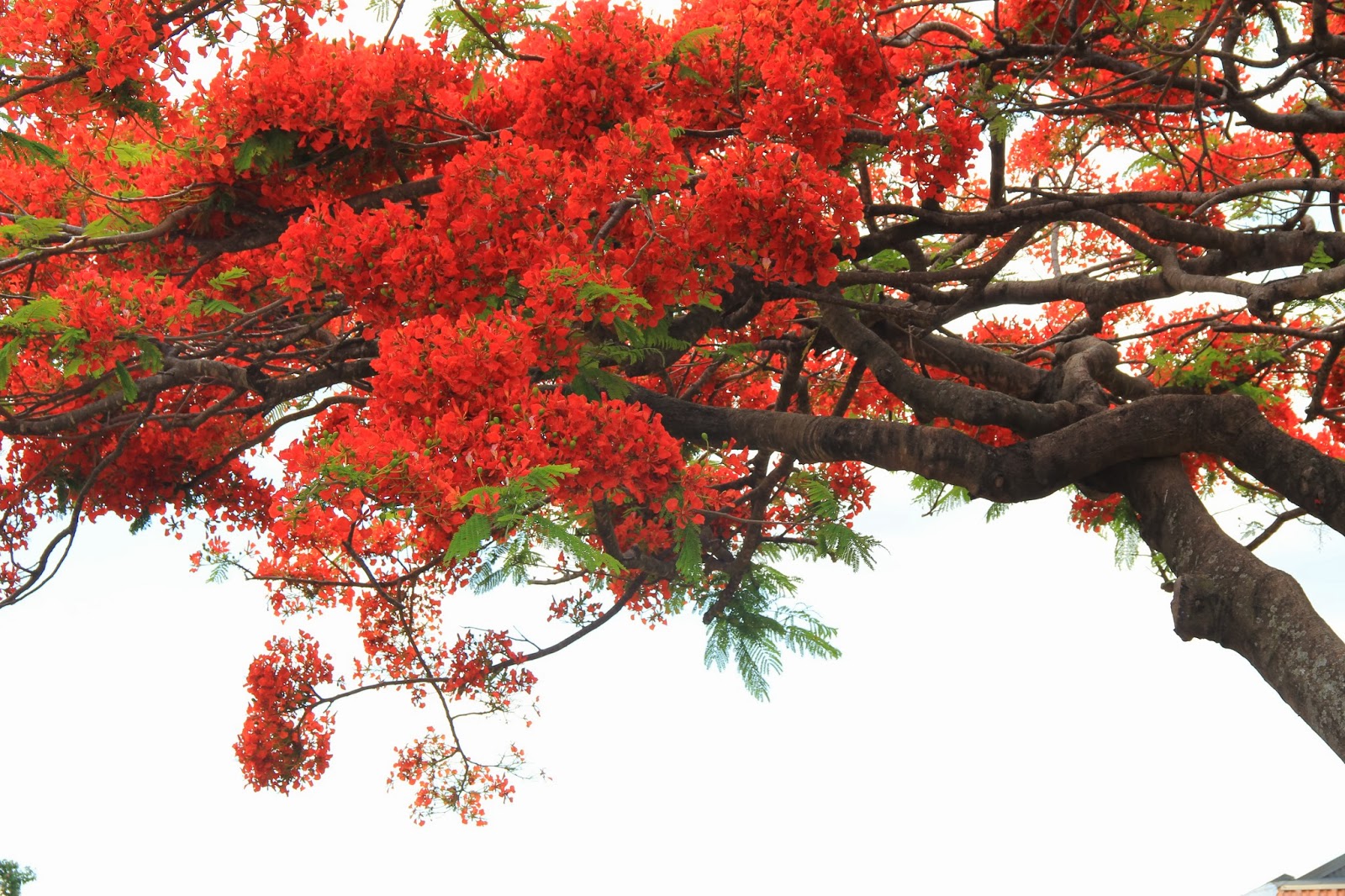Australia Brisbane Mission THE LOVELY POINCIANA TREE