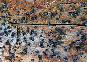 Shrivelled Catinella olivacea on an alder log.