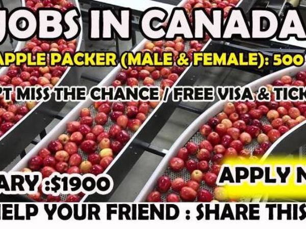 Apple Picking Jobs In Canada