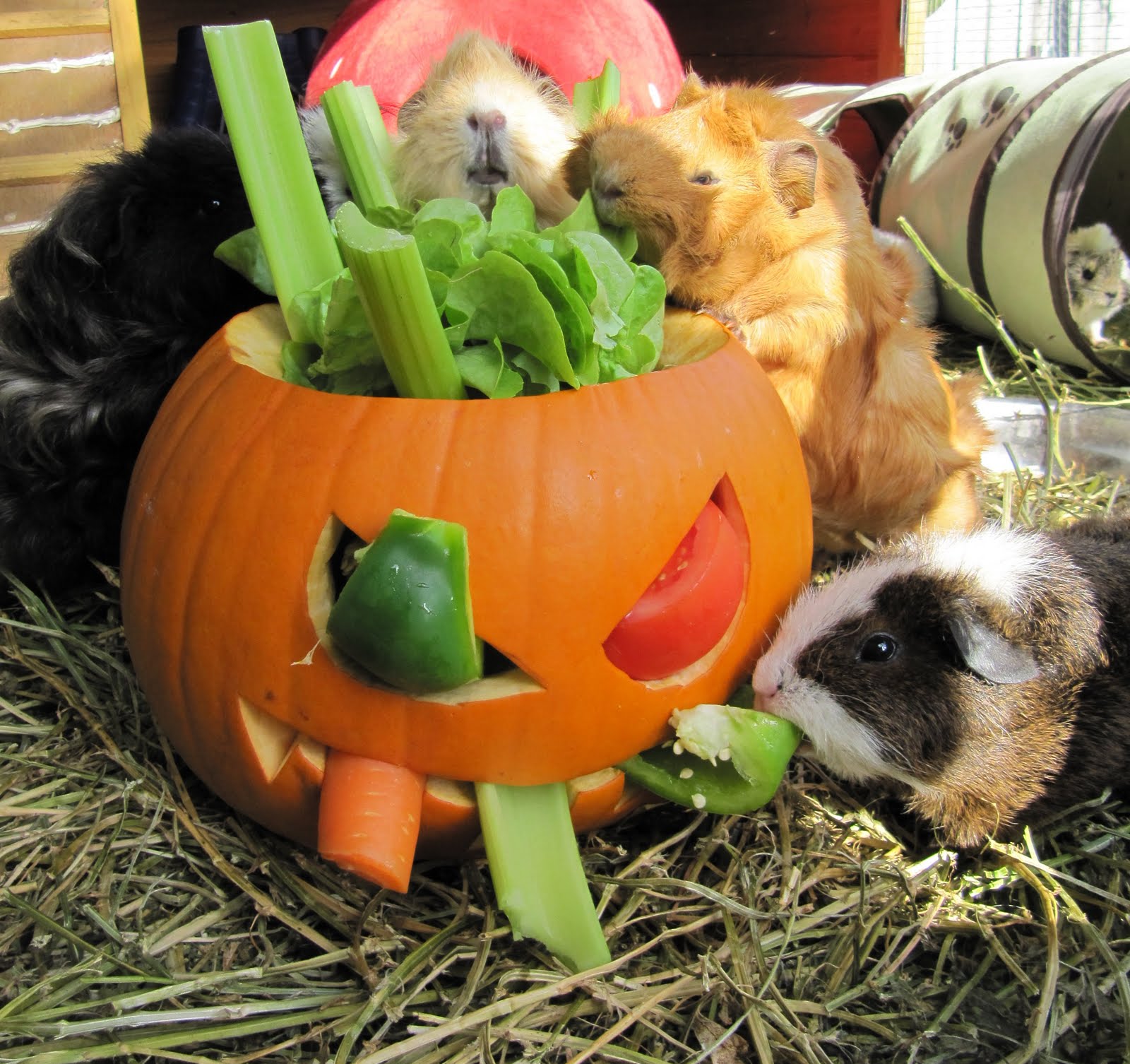 All Things Guinea Pig: Pumpkin Surprise