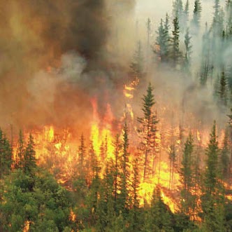 Apa Itu Kebakaran Hutan? Explore The Disaster