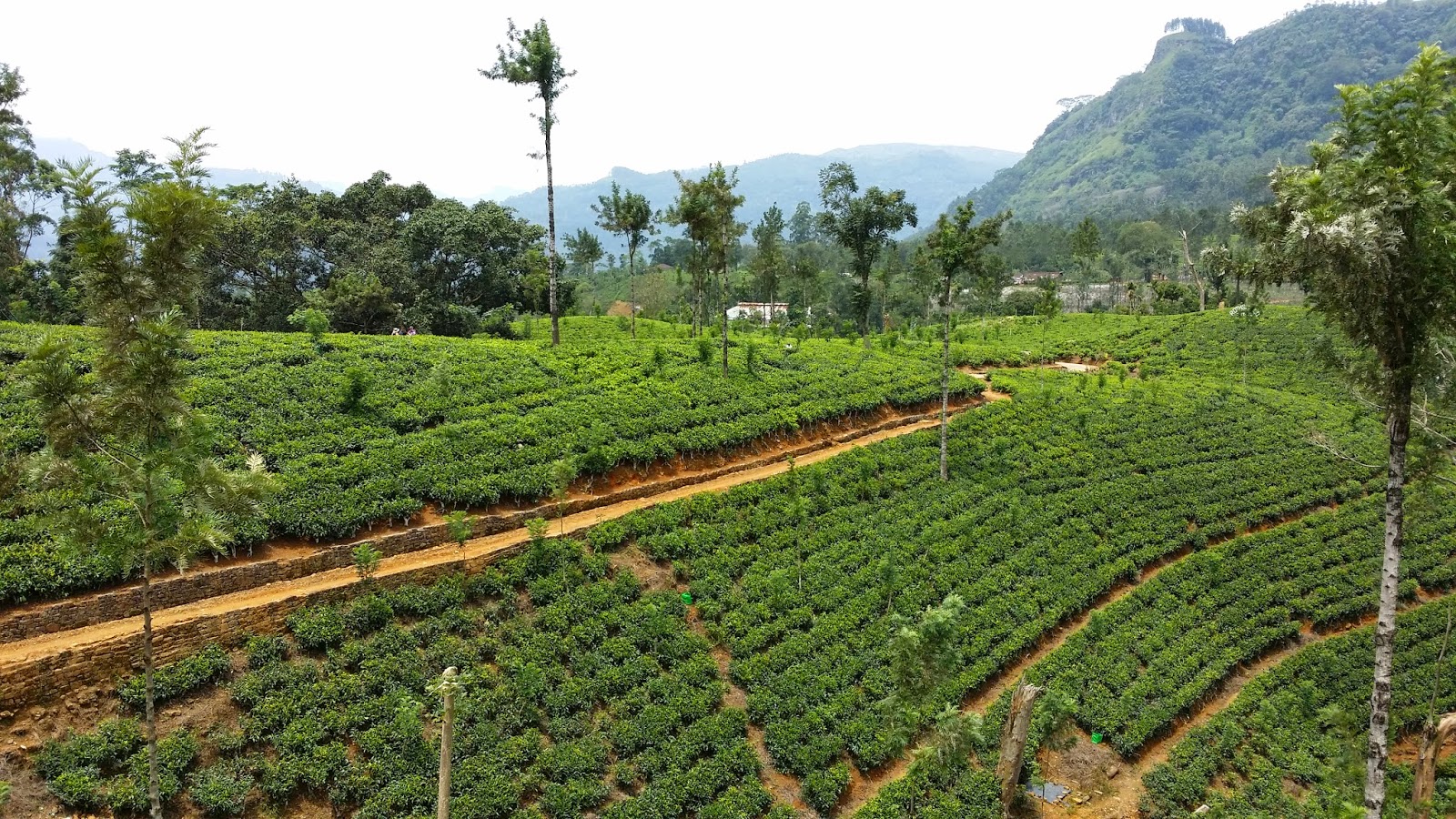 Plantaciones de té en Sri Lanka