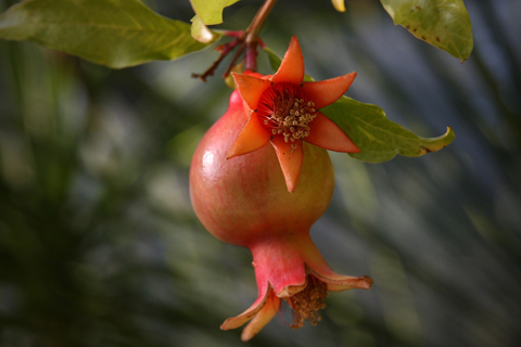 Alpharetta Ga pomegranate tree care tips