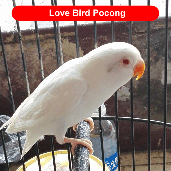Kumpulan Ilmu Dan Pengetahuan Penting Tips Perawatan Lovebird