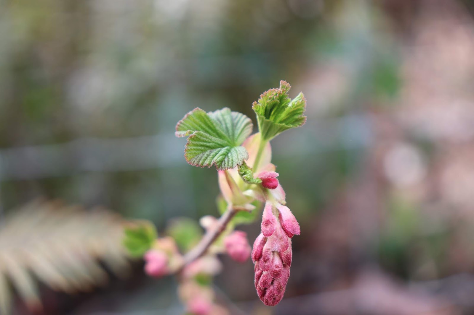 Colorado Mountain Gardener Currant Appeal