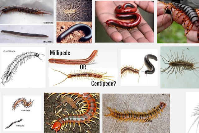  Millipedes and centipedes