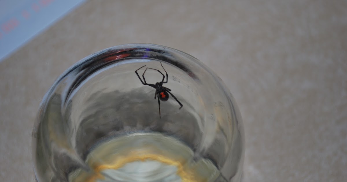 Pictures Of Black Spiders In Kansas Hogna carolinensis Flickr
