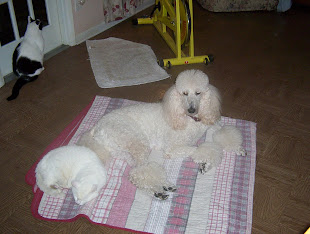 My Standard Poodle Thomas and my very old cat Chubbs Sharing the blanket