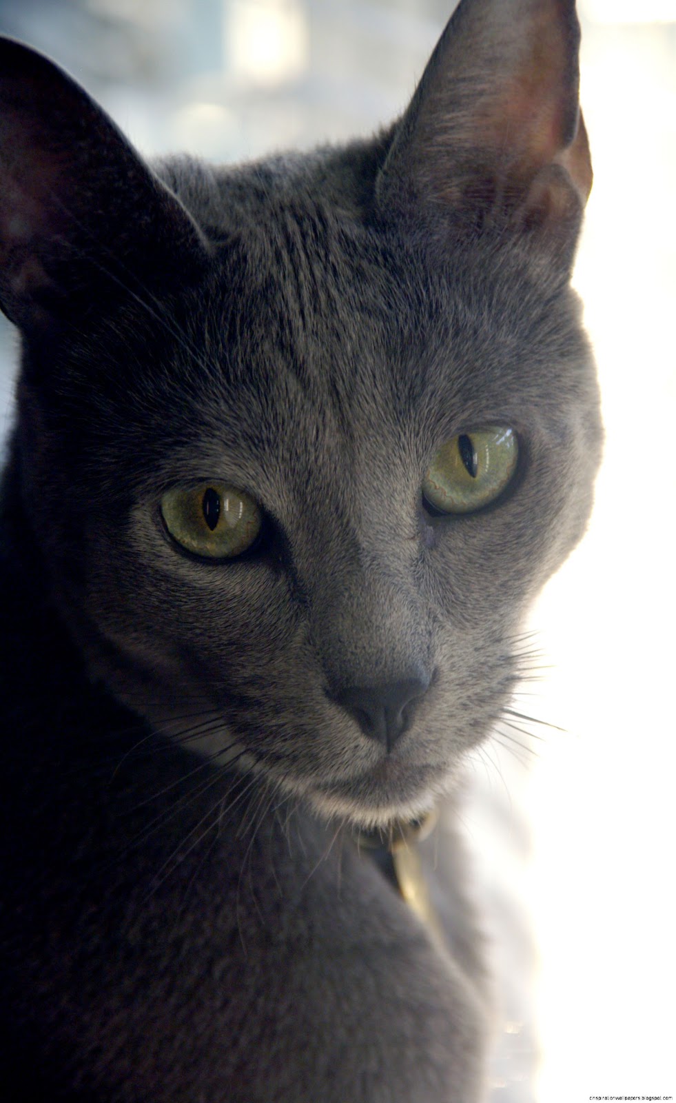 Russian Blue Cat